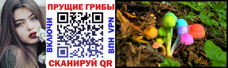 Псилоцибиновые грибы Cubensis  купить  цена  Сосновый Бор 